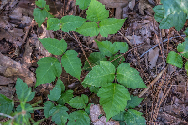 How to Treat Poison Ivy Fast? Proven Treatments